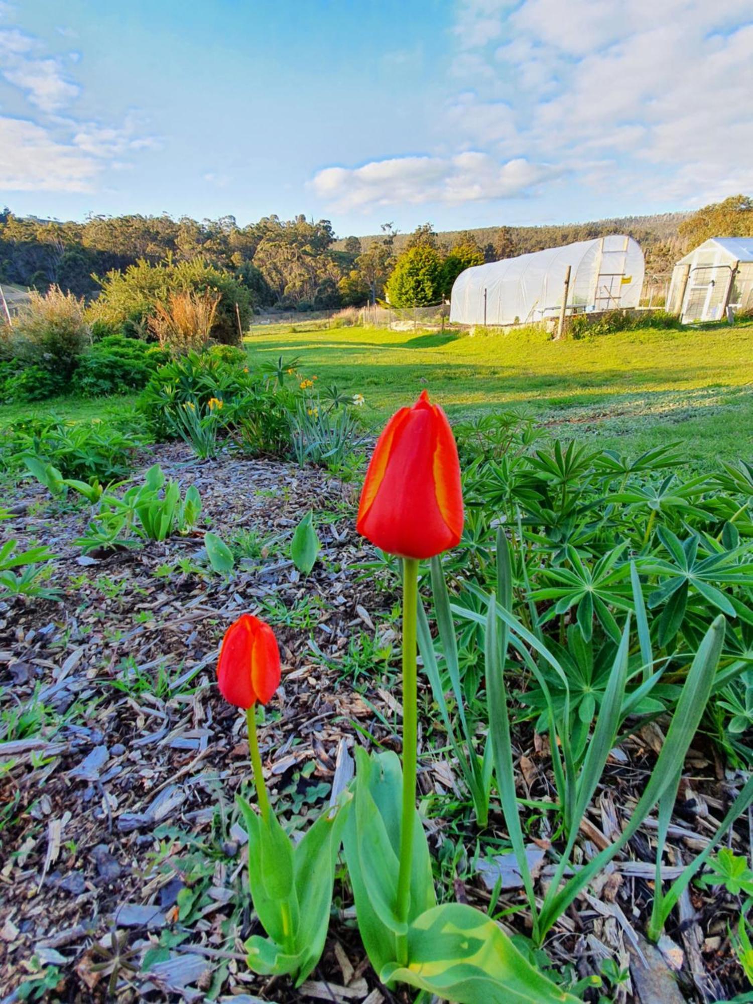 Hamlet Downs Country Accommodation Fentonbury Exterior foto